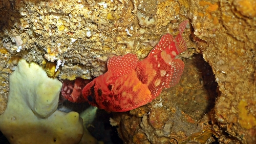 Steene's scorpionfish (Scorpaenodes steenei) — Scorpaenidae — 3