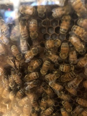 Apis mellifera