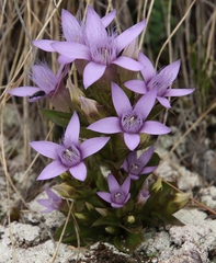Gentianella anisodonta