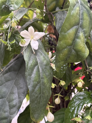 Clerodendrum laevifolium observed 2025-04-28