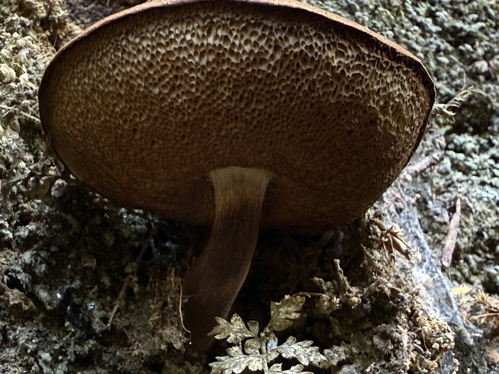 Tylopilus brunneus