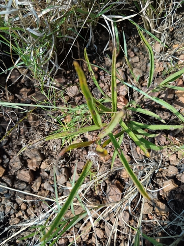 Narrowleaf Pricklehead (Crabbea angustifolia)
