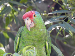 Amazona viridigenalis