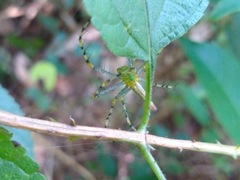 Peucetia madagascariensis