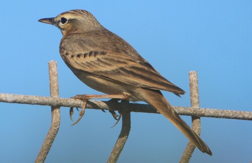 Bisbita campestre (Anthus campestris)