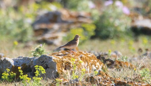 Terrera común (Calandrella brachydactyla)