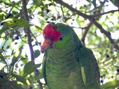 Amazona viridigenalis