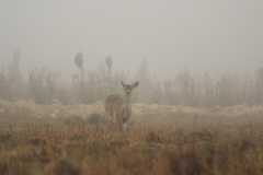 Odocoileus virginianus ustus