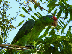 Amazona viridigenalis