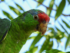 Amazona viridigenalis