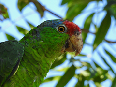 Amazona viridigenalis