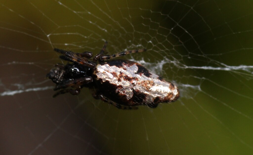 Cyclosa insulana