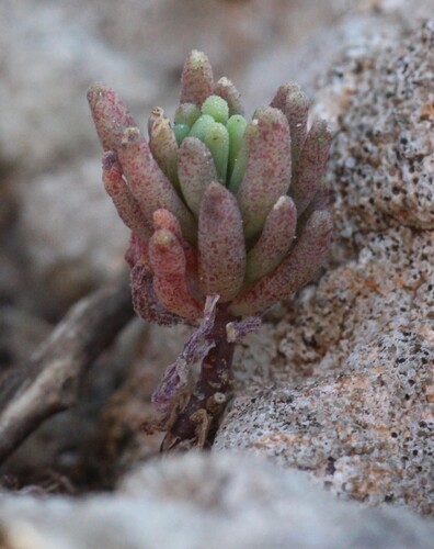 Image of Sedum rubens by (c) Bastien Le Mort, some rights reserved (CC BY)