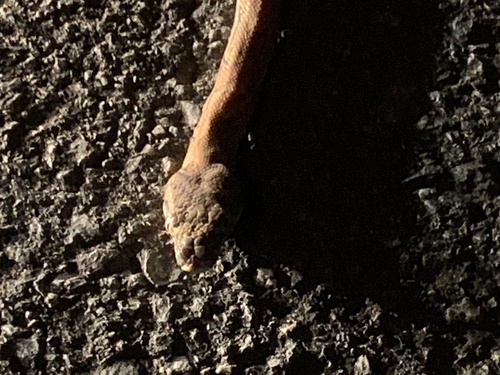 Coastal Carpet Python sighting