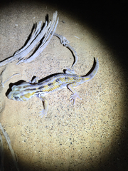 Teratoscincus keyserlingii