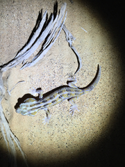 Teratoscincus keyserlingii