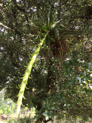 Tillandsia prodigiosa
