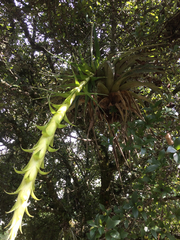 Tillandsia prodigiosa