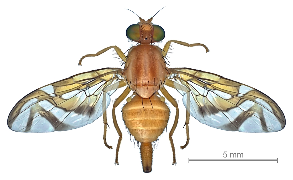 West Indian fruit fly