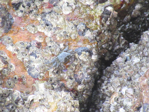 Purple Climber Crab (Metopograpsus frontalis)