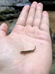 Desmognathus amphileucus