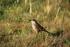 Cinclodes albidiventris