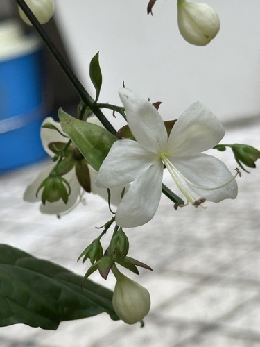 Clerodendrum laevifolium observed 2025-04-28
