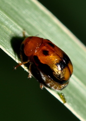 Aetheomorpha nigropicta