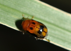 Aetheomorpha nigropicta