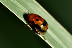 Aetheomorpha nigropicta