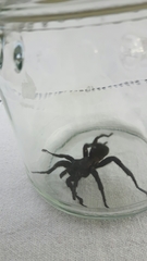 Amblyocarenum walckenaeri