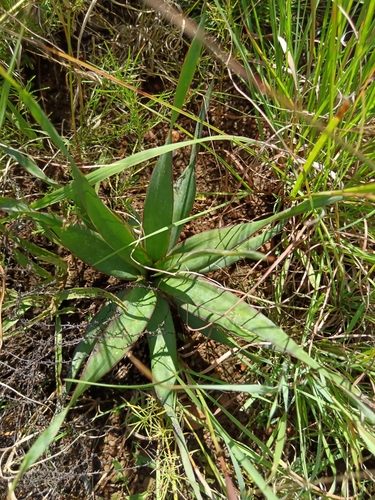 Image of Ledebouria marginata by (c) Hildegard Klein, some rights reserved (CC BY)