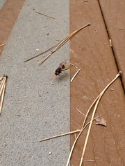 Urocerus flavicornis