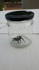 Amblyocarenum walckenaeri