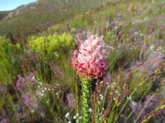 Paranomus longicaulis, photograph (c) Shaun Swanepoel, some rights reserved (CC BY)