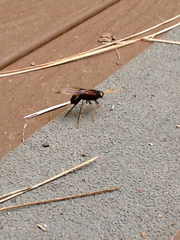 Urocerus flavicornis