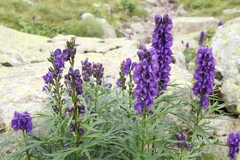 Aconitum tauricum