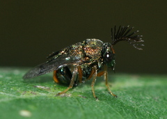 Schizaspidia convergens