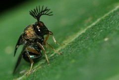 Schizaspidia convergens