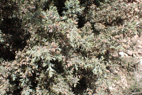 Avistamiento Ulex parviflorus