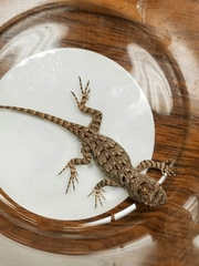 Sceloporus clarkii