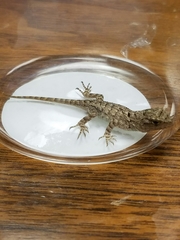 Sceloporus clarkii
