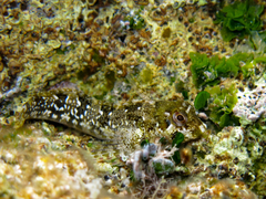 Lipophrys trigloides