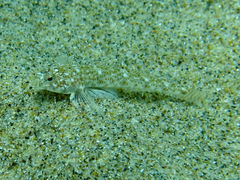 Pomatoschistus marmoratus