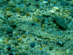 Pomatoschistus marmoratus