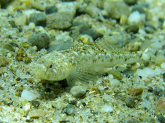 Pomatoschistus marmoratus