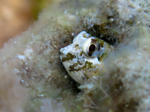 Lipophrys trigloides