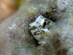 Lipophrys trigloides