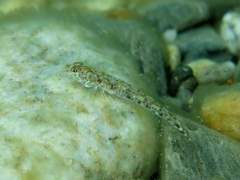 Pomatoschistus marmoratus