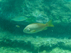 Epinephelus costae